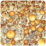Псилоцибиновые (галлюциногенные)  грибы Psilocybin "Golden Teacher" в Кизилюрте